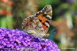 Painted Lady Butterfly, Acton Turville, Gloucestershire 2019 Wallpaper