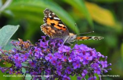 Painted Lady Butterfly, Acton Turville, Gloucestershire 2019 Wallpaper