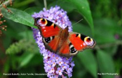 Peacock Butterfly, Acton Turville, Gloucestershire 2019 Wallpaper