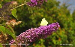 Brimstone Butterfly, Acton Turville, Gloucestershire 2019 Wallpaper