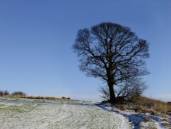 Tanfield winter tree Wallpaper