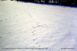 Fox Tracks (L) & Hare Tracks (R), nr Acton Turville, Gloucestershire 1991 Wallpaper