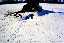 Rabbit Tracks to & from Tree, nr Acton Turville, Gloucestershire 1991 Wallpaper