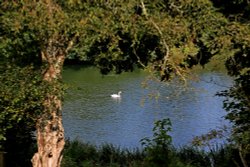 Bicton lake Wallpaper