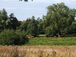 Cattle on Thorington Marsh Wallpaper