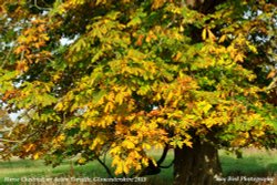 Chestnut Tree in Autumn, nr Acton Turville, Gloucestershire 2015 Wallpaper