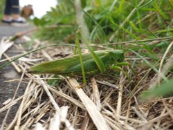 East Budleigh grass  hopper Wallpaper