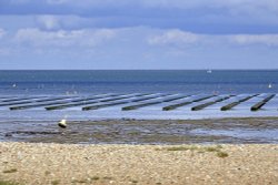 Whitstable Oyster beds Wallpaper