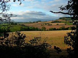 Otterton fields Wallpaper