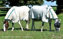 Horses, Badminton, Gloucestershire 2016 Wallpaper