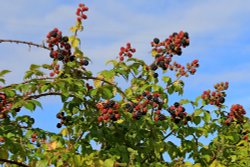 Budleigh Blackberries Wallpaper