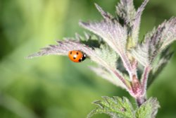 One of Budleigh's ladybirds Wallpaper