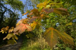 Turning Leaves at Ecton, Staffordshire Wallpaper