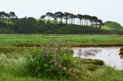 Budleigh mallow Wallpaper