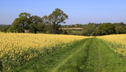 Eridge Rape Fields, East Sussex Wallpaper