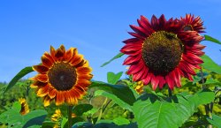 Rydale Folk Museum, Hutton-le-Hole - sunflowers Wallpaper