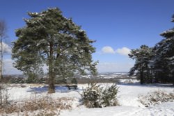 Ashdown Forest in Snow Wallpaper