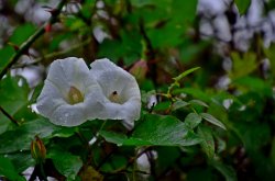 Budleigh bindweed Wallpaper