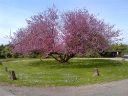 Judas tree at stables Wallpaper