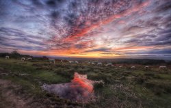 SUNSET FROM ASHDOWN FOREST Wallpaper