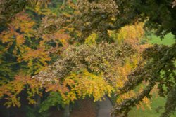 Autumn Foliage in Brough Park, Leek, Staffordshire Moorlands Wallpaper