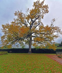 Boscobel House, The Royal Oak