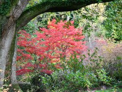 Ramster Gardens,  Chiddingfold Wallpaper