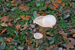 Bicton fungus Wallpaper