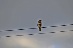 East Budleigh bird on the wire Wallpaper