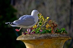 Gull visiting Bicton Wallpaper