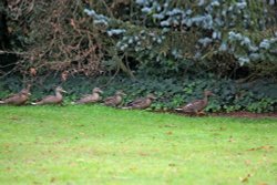 Bicton ducks Wallpaper