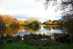 Bicton's lake Wallpaper