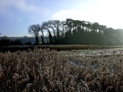 Budleigh Salterton's reed beds Wallpaper