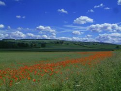 Burythorpe Poppies Wallpaper