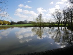 Trees on the banks of the River Great Ouse, near Brampton