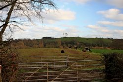 East Budleigh Cows Wallpaper