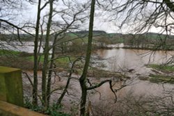 River Otter in flood Wallpaper