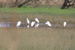 Otterton egrets bathing Wallpaper