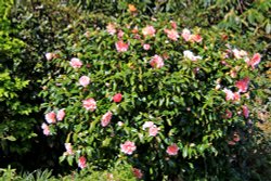 Budleigh Salterton camellia bush Wallpaper