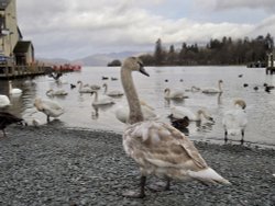 Lake Windemere, Bowness Wallpaper