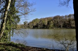 Newmillerdam Country Park Wallpaper