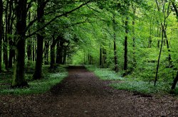 Melton Wood near Doncaster Wallpaper