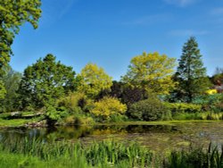 Large Pond RHS Harlow Carr Wallpaper