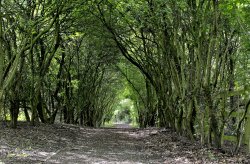 Potteric Carr Nature Reserve, Doncaster Wallpaper