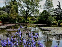 Lake at Hyde Hall Rettendon near Chelmsford Wallpaper