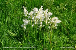 White Bluebells, Acton Turville, Gloucestershire 2020 Wallpaper