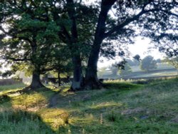 Evening Light at Oakworth Wallpaper