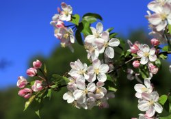 Crab Apple Blossom,  Bunkers Hill,  Ashdown Forest Wallpaper