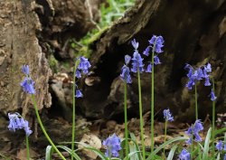 Bluebells in Cookhams Wood, Crowborough, East Sussex Wallpaper