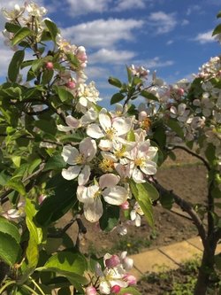 Apple tree at the Allottment. In Spennymoor.